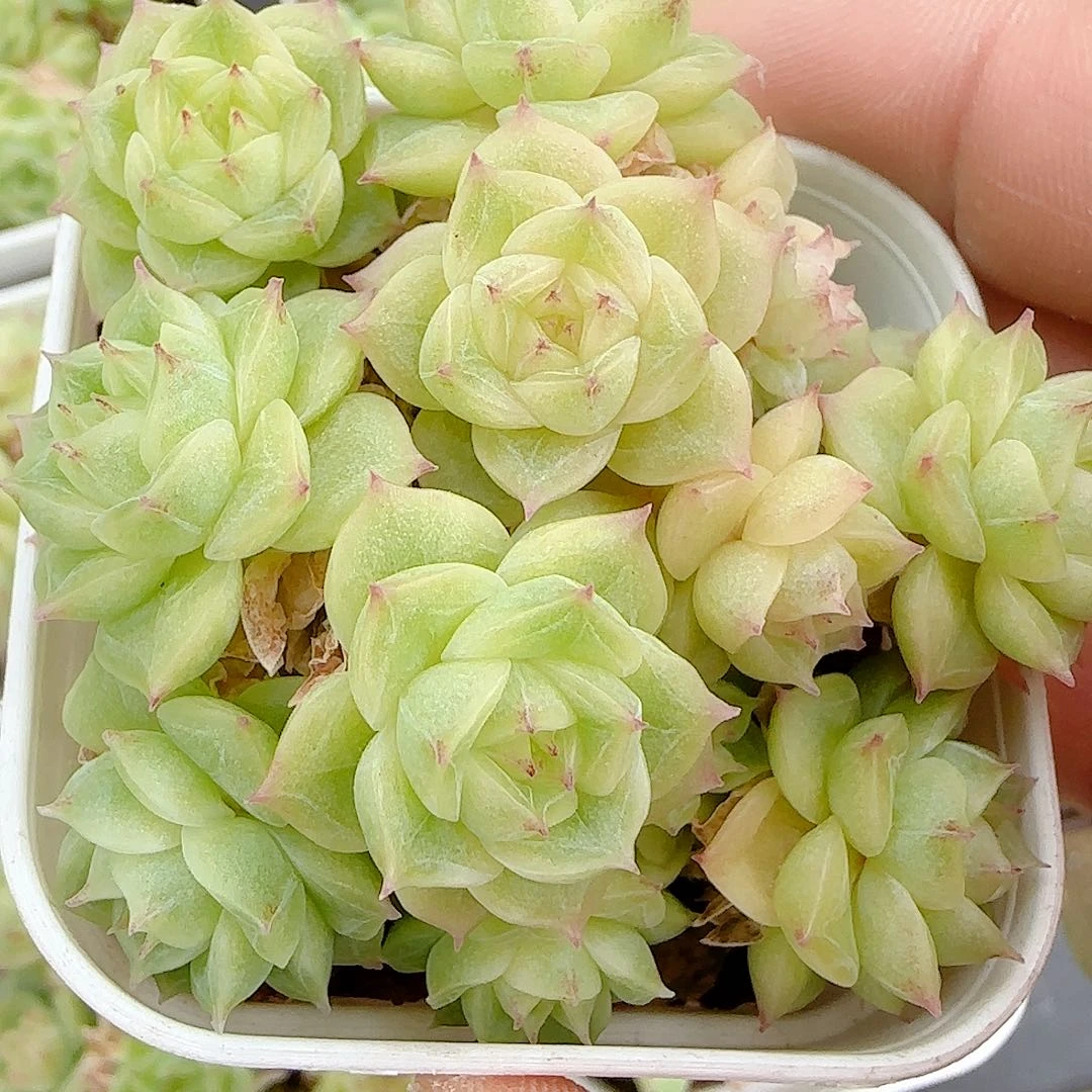 【闪购商品】0827-51（ht-149）