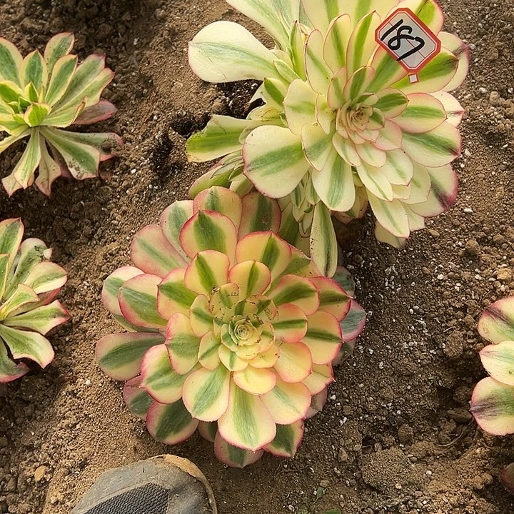 多肉植物187不售后