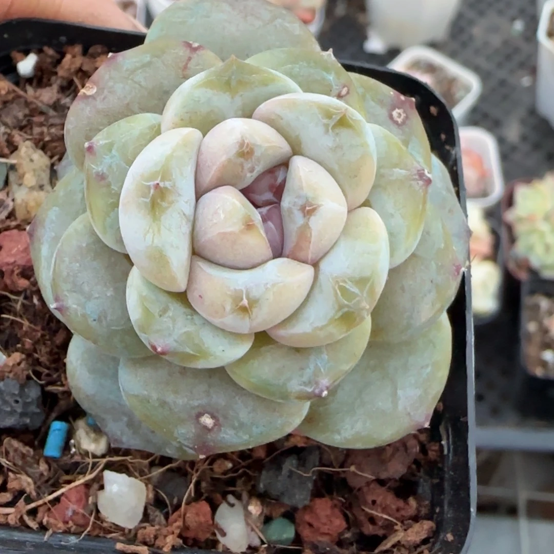 多肉小卡拉米糖心一物一拍