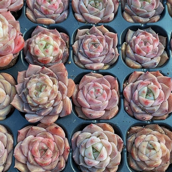 小纯爱1元带土发