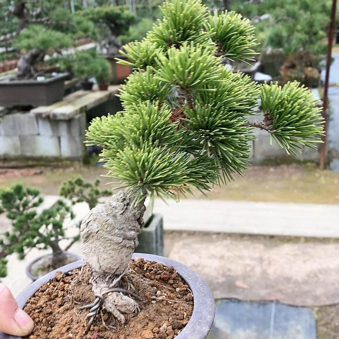 【闪购商品】无花朵