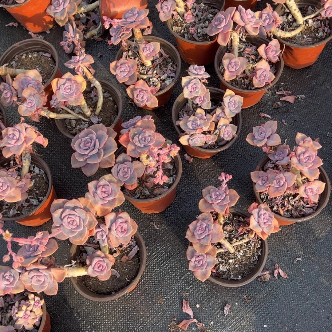 彩虹糖120杯3颗，不售后