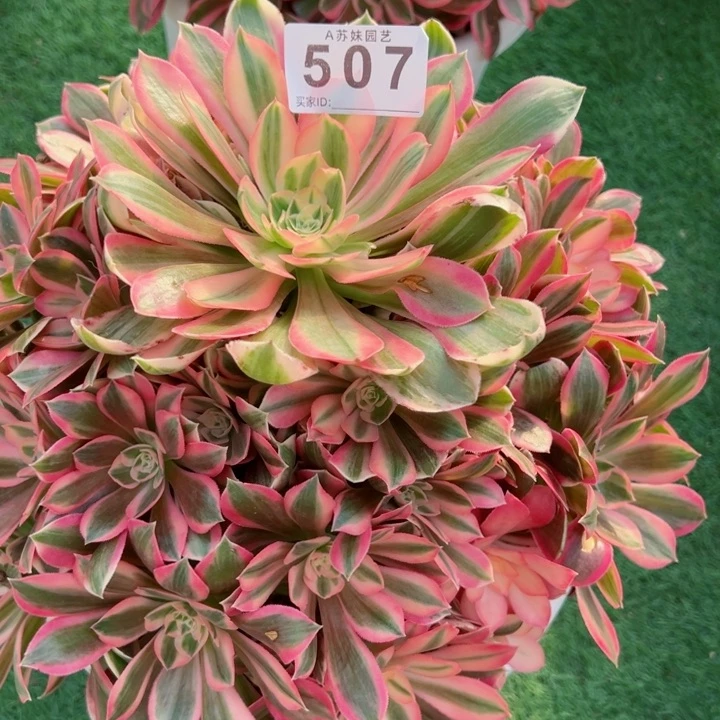 完全开放婷***^507花样年华法师