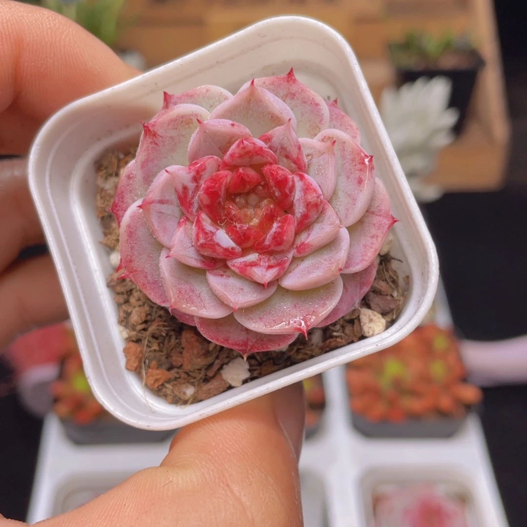 天鹅绒多肉9.9包邮发货