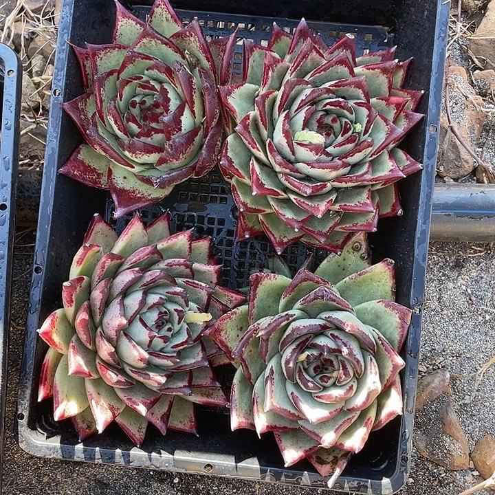 若如东云组拍A600