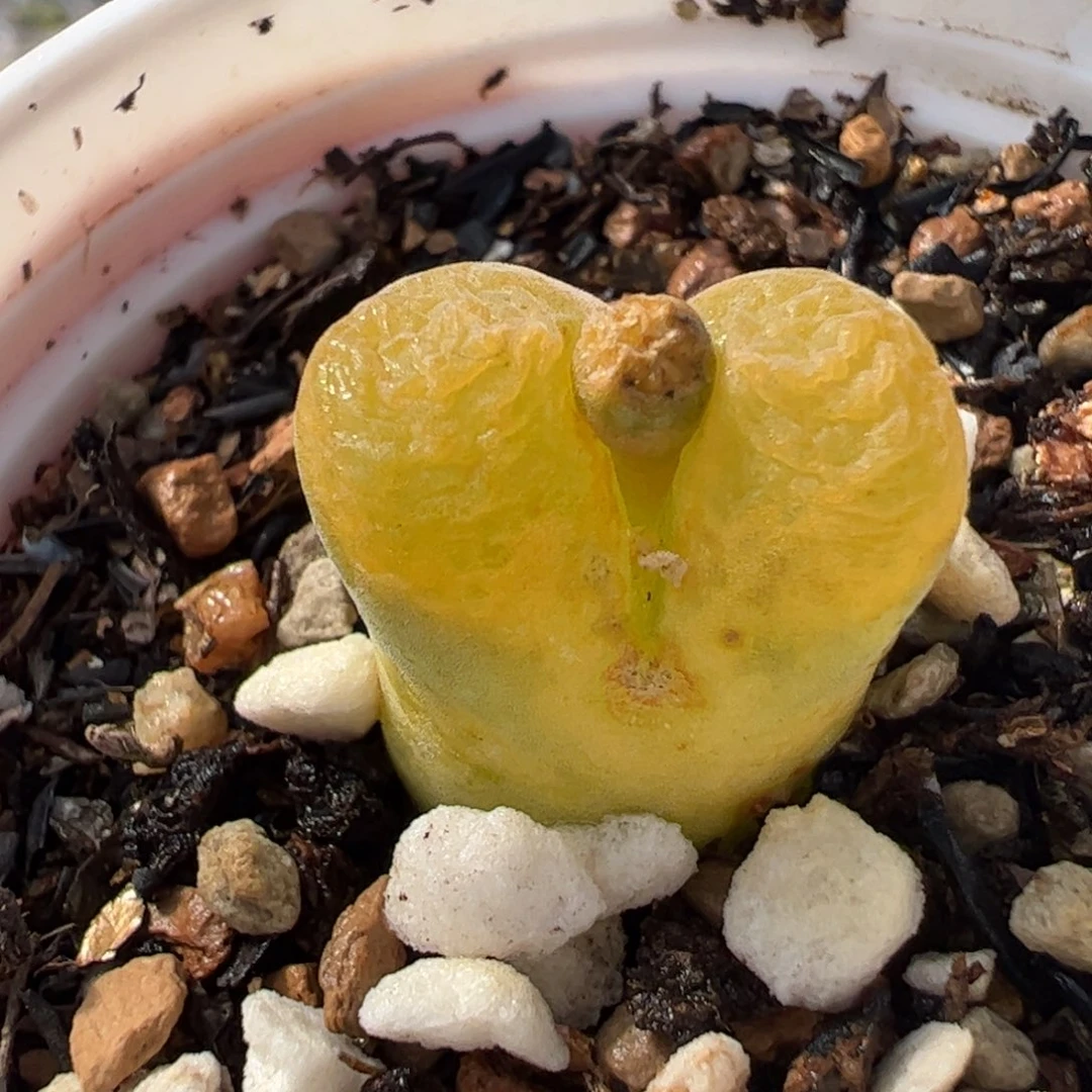 153多肉植物百科