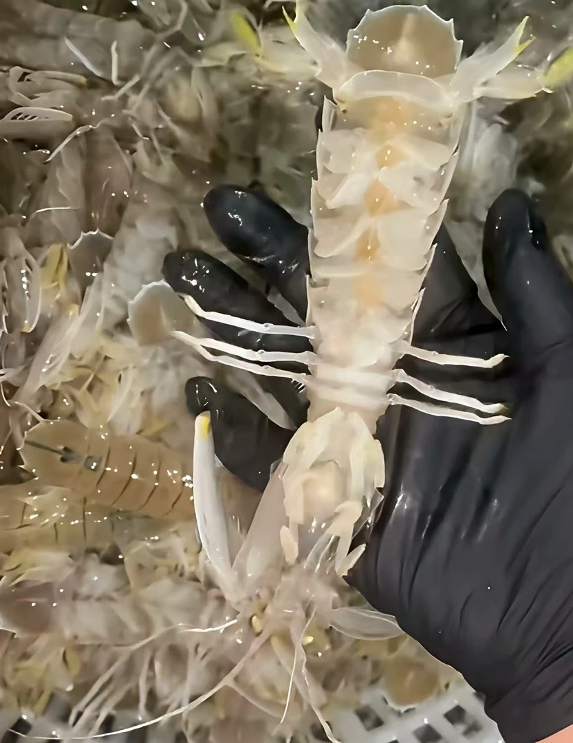 北海当季新货皮皮虾濑尿虾特大鲜活富贵虾虾爬子煮熟发顺丰包邮