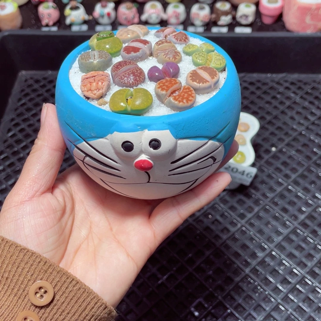 w2047 带盆土发货-零下地区拍保温箱