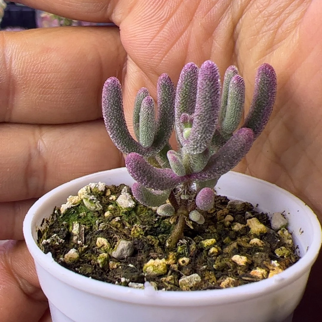 021多肉植物枝干超紫