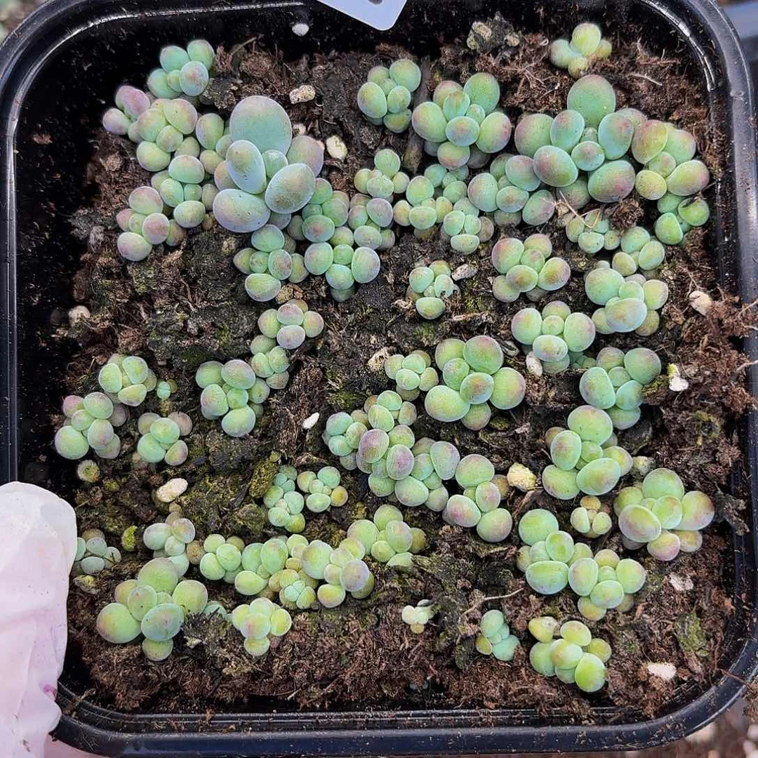 多肉植物多肉植物720