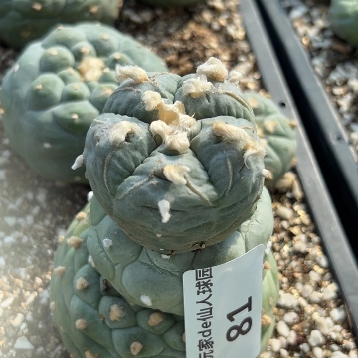 M***練82 无根 仙人球的故事是