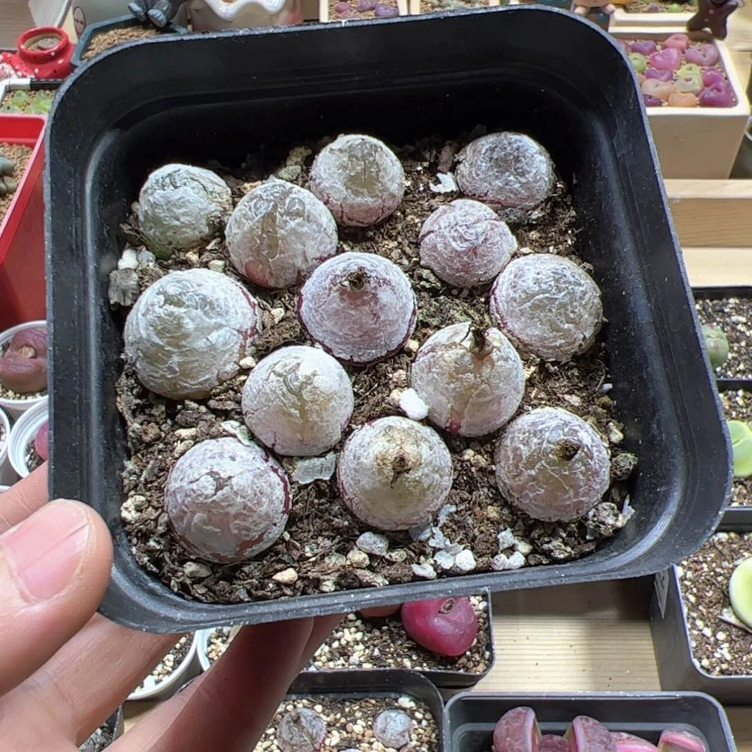 【闪购商品】192 灯泡带盆