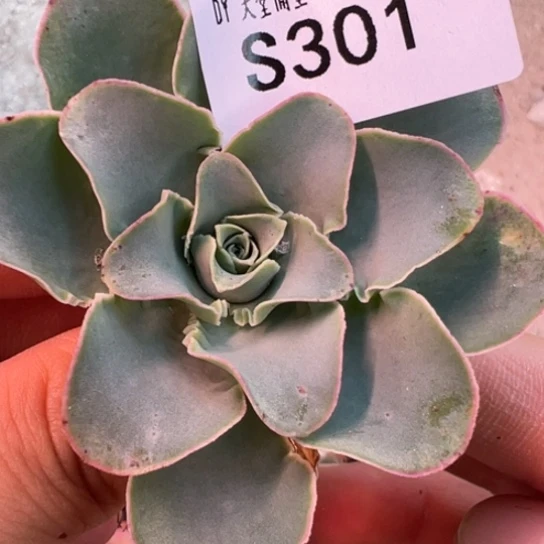 三碗301 不知名蕾丝福利