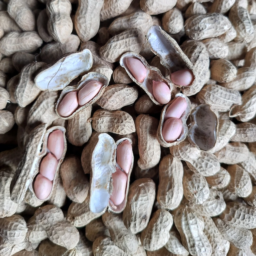 农家种植太阳晒干带壳生花生今年新货