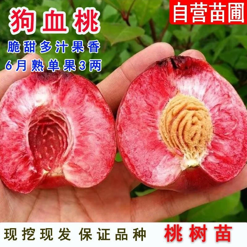 老品种保安狗血桃树果苗盆栽庭院地栽朱砂红肉血桃苗南方北方种植