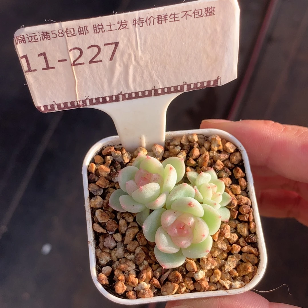 财富密码自然群58包邮