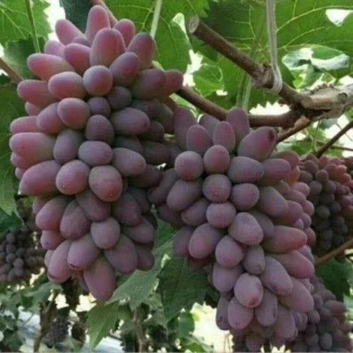 茉莉香葡萄苗新品种当年结果无籽葡萄树苗南方北方种植盆栽地栽苗