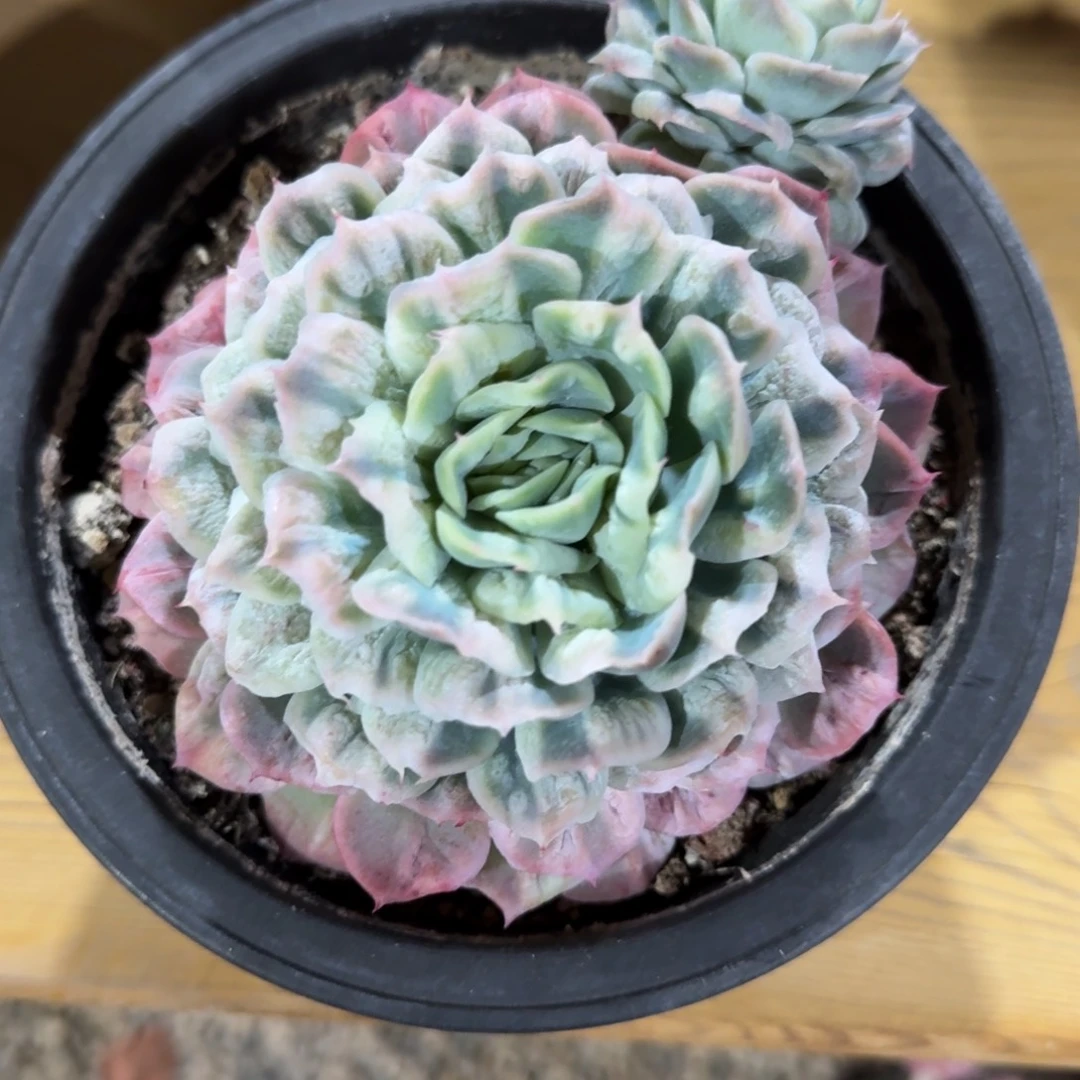 泡泡纱裙多肉植物