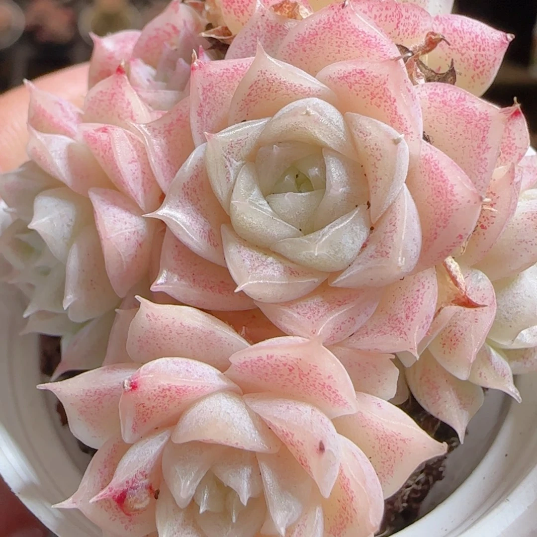 花语多肉0105-82叶伤散