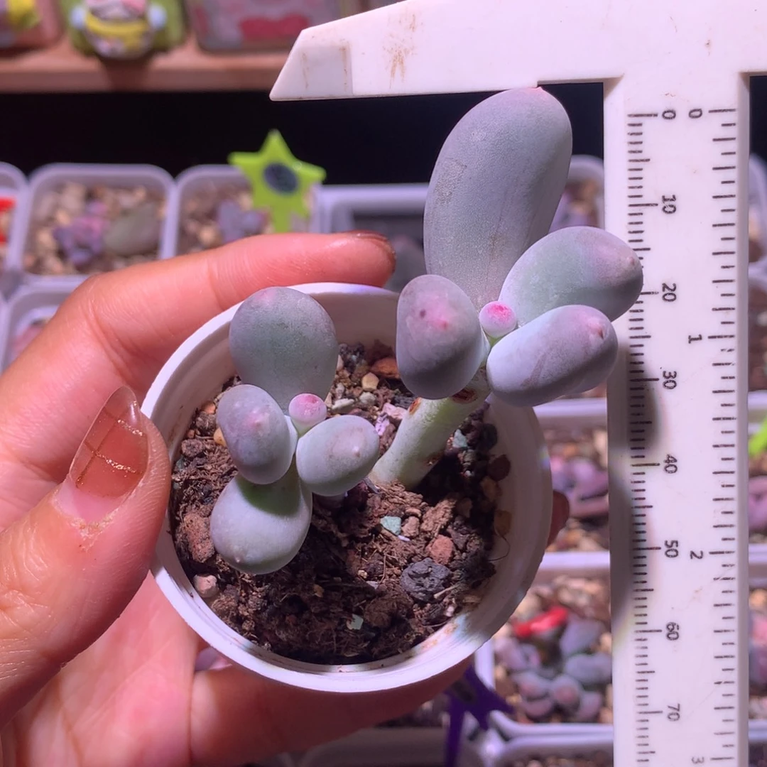 米可奶 精品韩国奶酪多肉