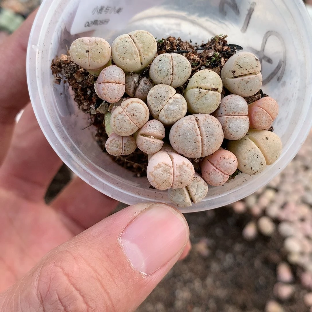 明*心A109多肉植物保护