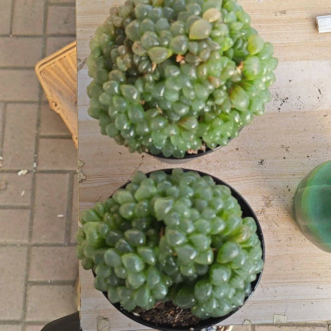 姬玉露两颗多肉植物原盆土