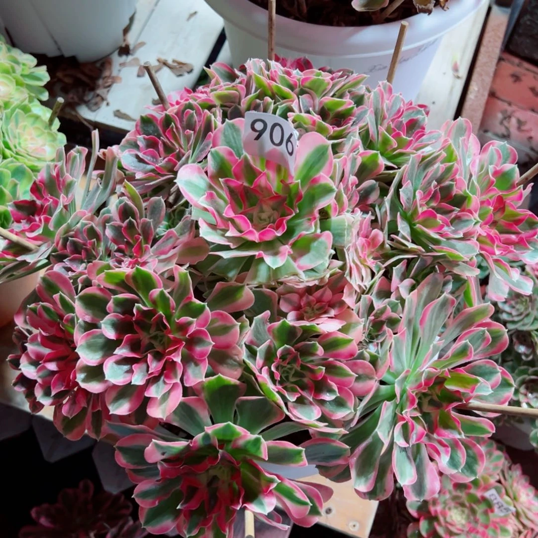 906男神法师多肉植物