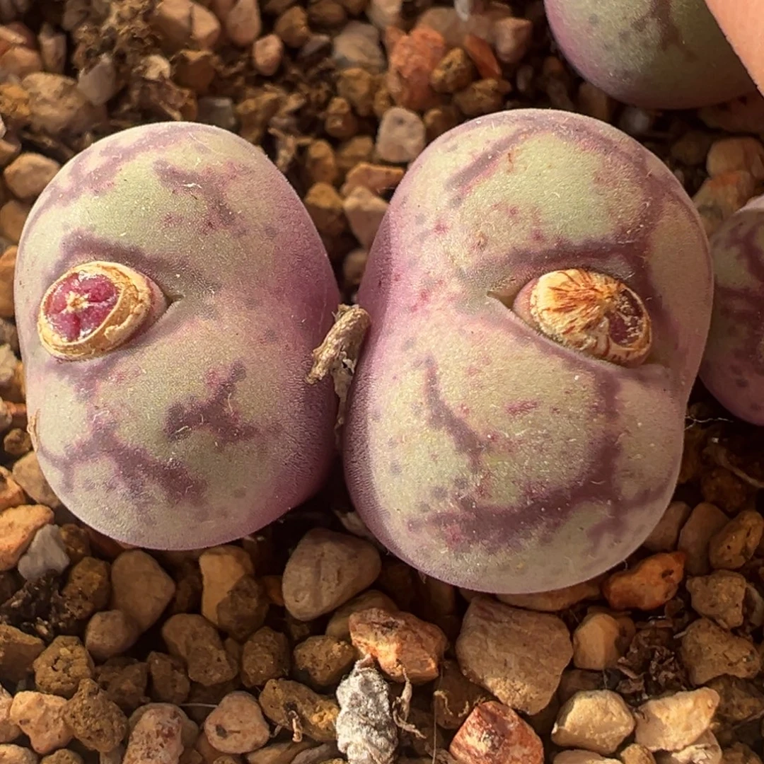 八重亘基多肉植物盆栽