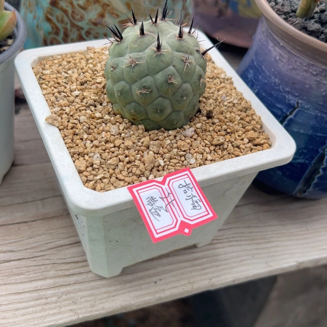 子***妤多肉植物多肉植物