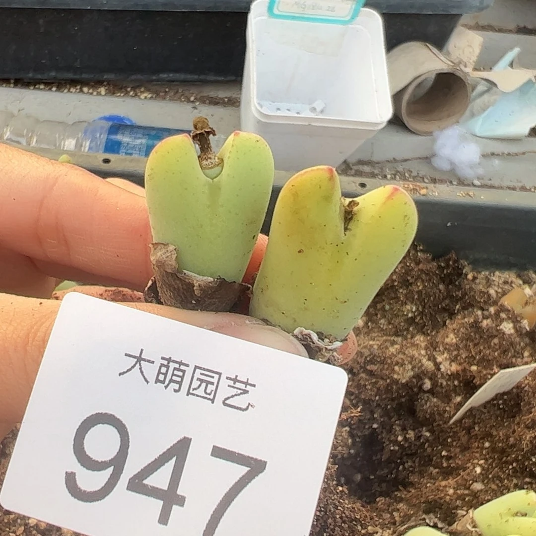 一物一拍大枪×毛胖子947