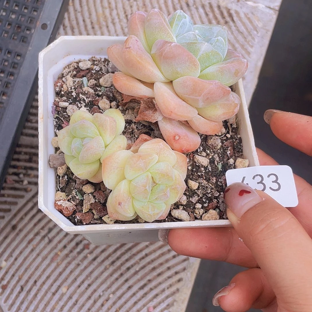 433。 冰玉。