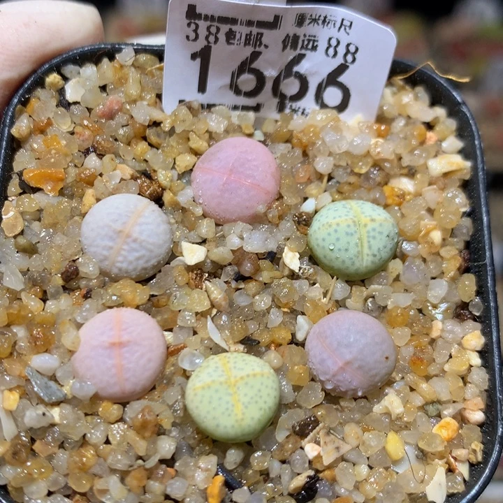 Sss精品生石花1666
