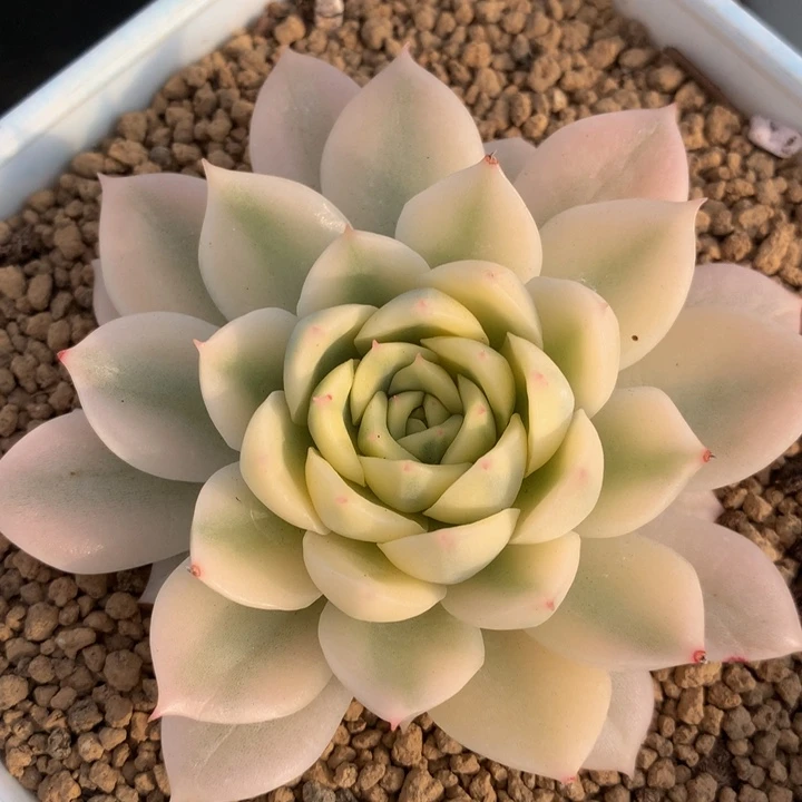 海蓝锦，一物一拍