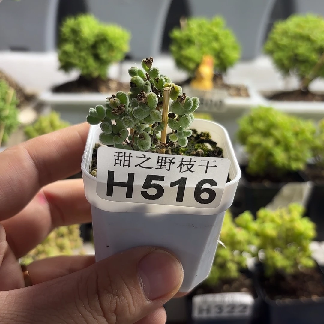 爱***！莱斯枝干番杏516。