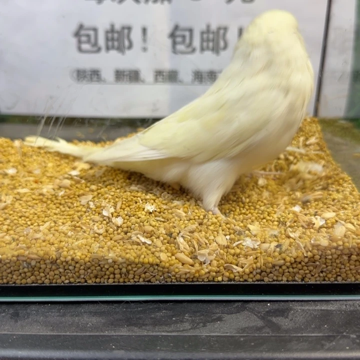 虎皮鹦鹉大头虎皮鹦鹉