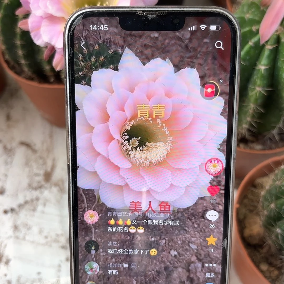 彩草青青美人鱼5.5-6公分左右