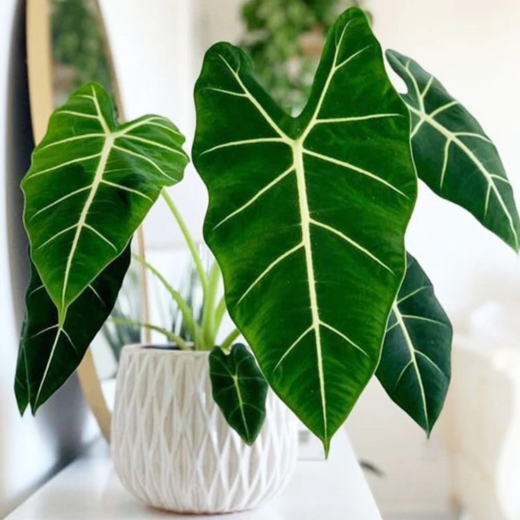 精品绿植海芋 蔓绿绒黑天鹅家居客厅高级感观叶绿植