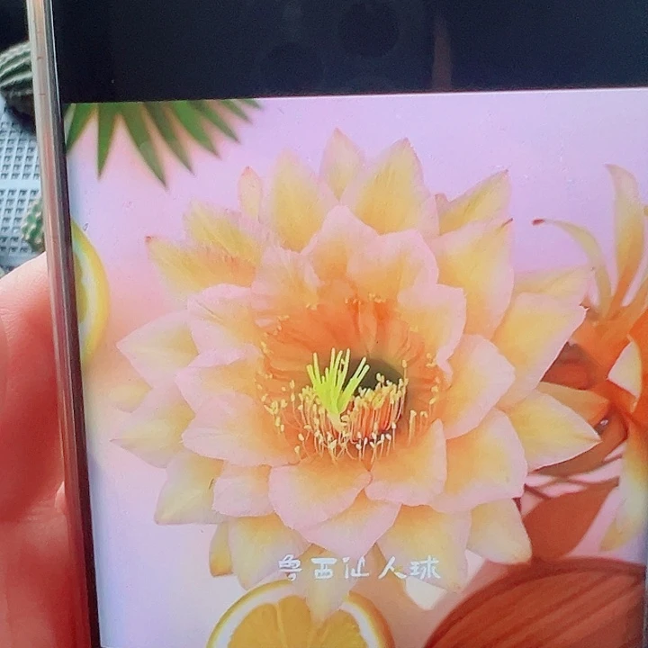 毛花柱东方侧芽  2颗  000