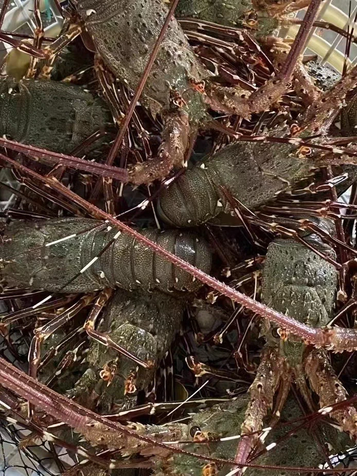 【仅限莆田市区】南日小船当天捕捞野生小青龙一只225g