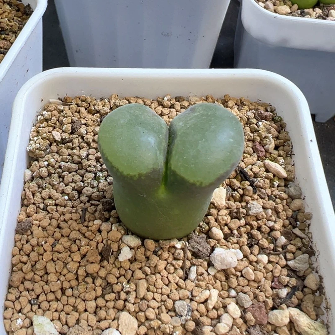 羊*羊专拍 肉锥植物