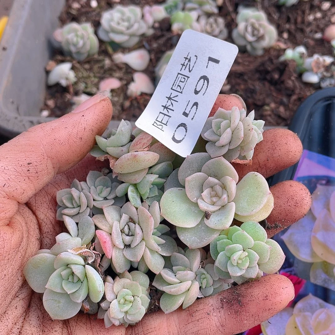 多肉植物多肉植物591
