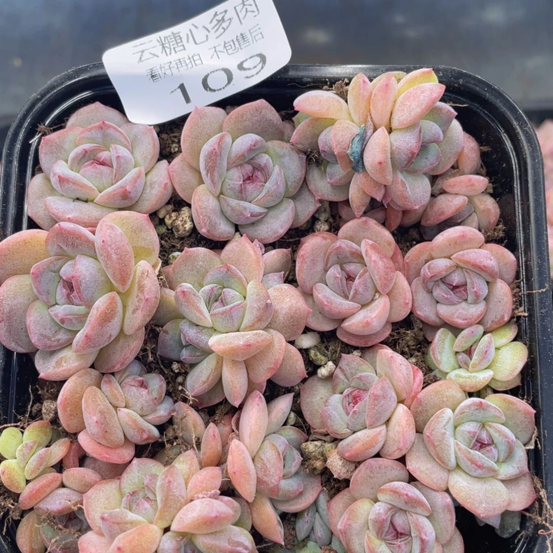 云糖心多肉植物109