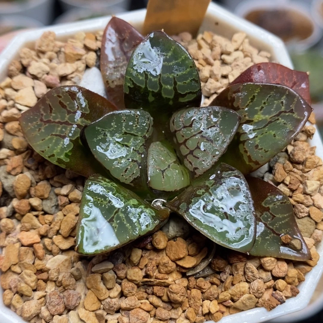 647绿妖姬一物一拍