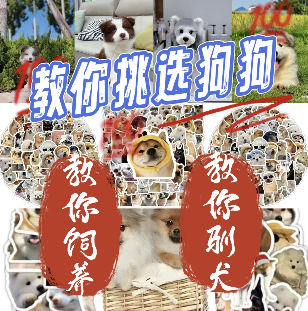我来教你挑选狗狗