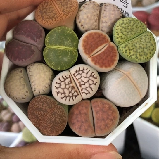 5140，如图2厘米左右