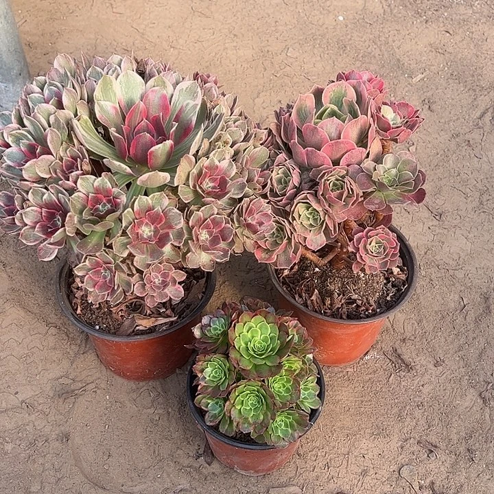 197多肉植物组合，