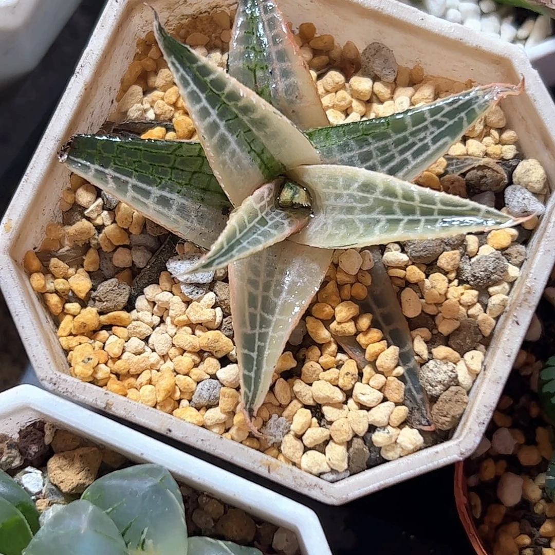 龙鳞母本锦带糊斑