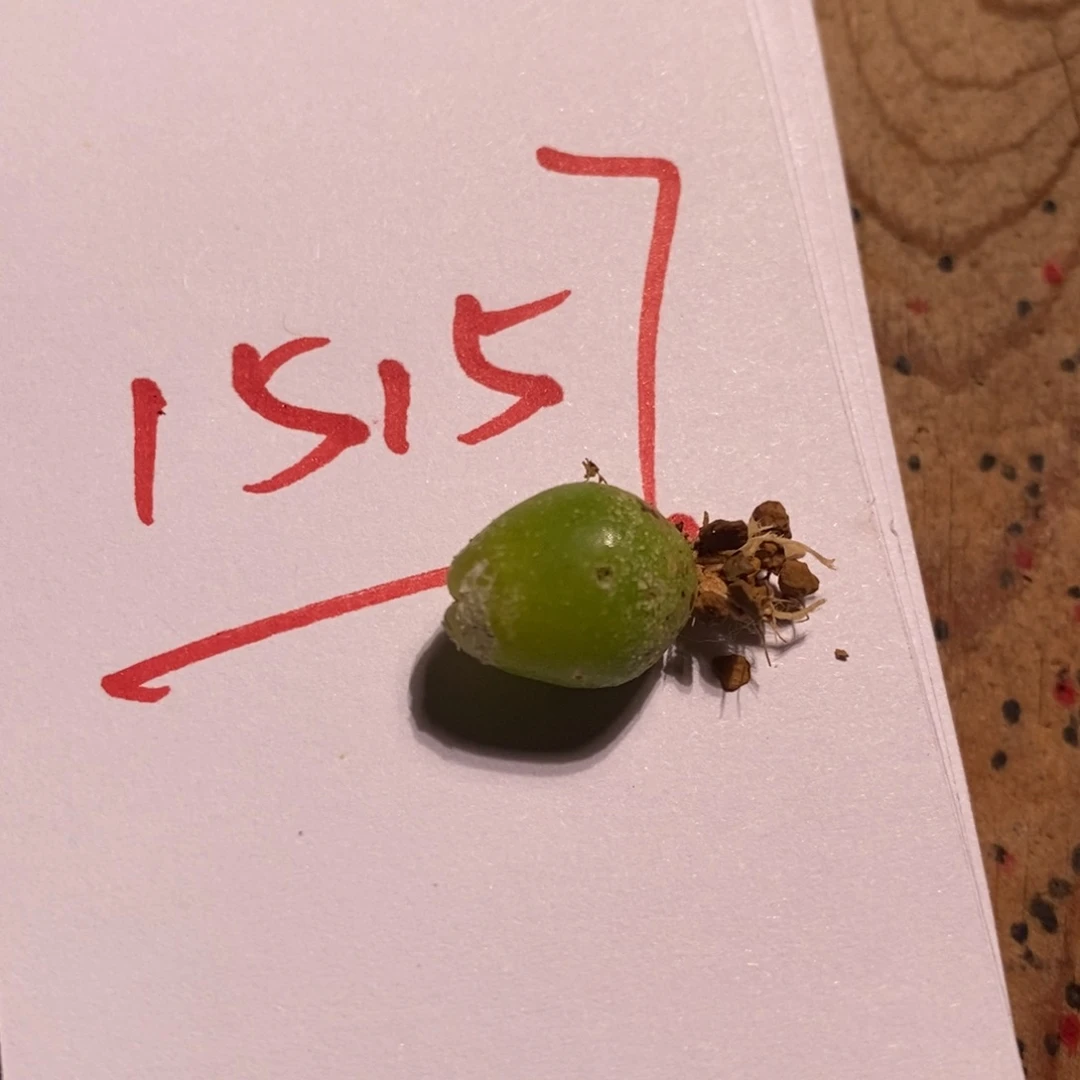 啊*15157一个一个一个