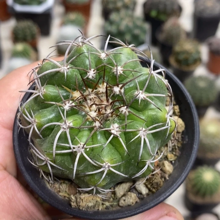 实生圆盘玉特价福利