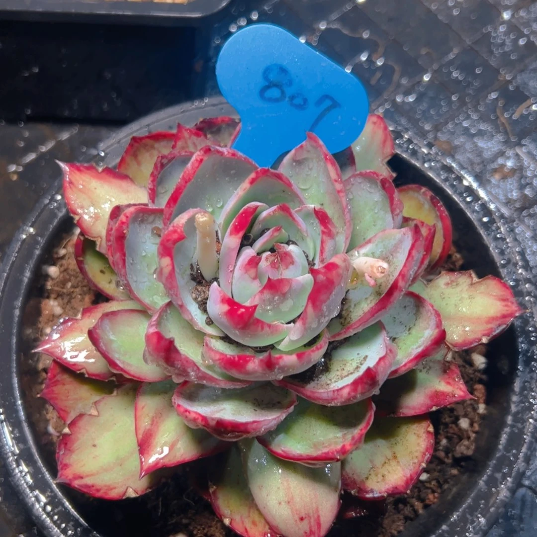 惊鸿仙子807号有裂口介意勿拍